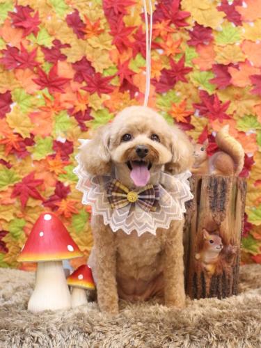 20241123パンちゃん